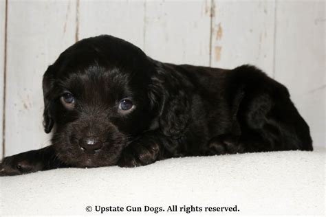 Boykin Spaniel Puppies – Boykin Spaniels and other Gun Dogs Available ...