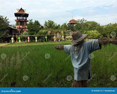 Scarecrow stock photo. Image of field, rice, thailand - 62068772