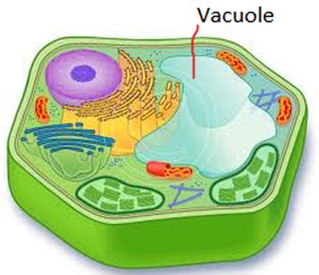 Vacuole