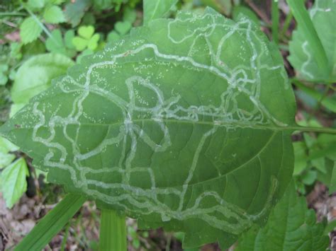 Leaf Miner: An Artist's Journey