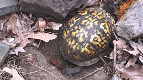 Eastern Box Turtle building a nest and laying eggs - YouTube