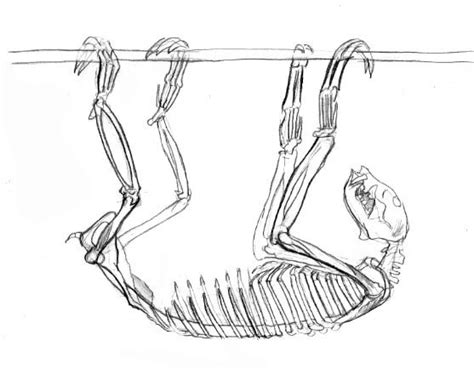 Sloth Anatomy | Coleira