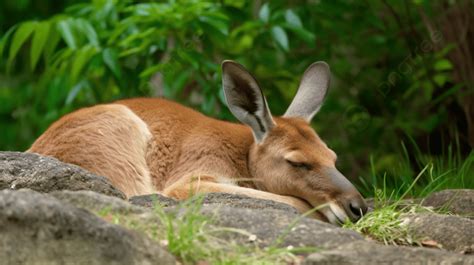 Kangaroo Sleeping On Some Rocks Next To Trees Background, Kangaroo Taking A Nap, Hd Photography ...