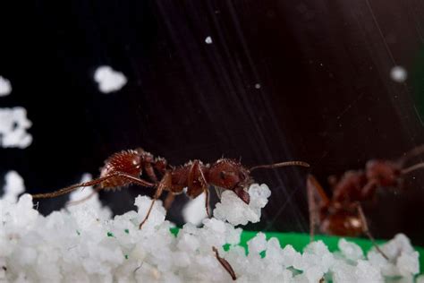 Science project ideas, experiments, and examples using ants