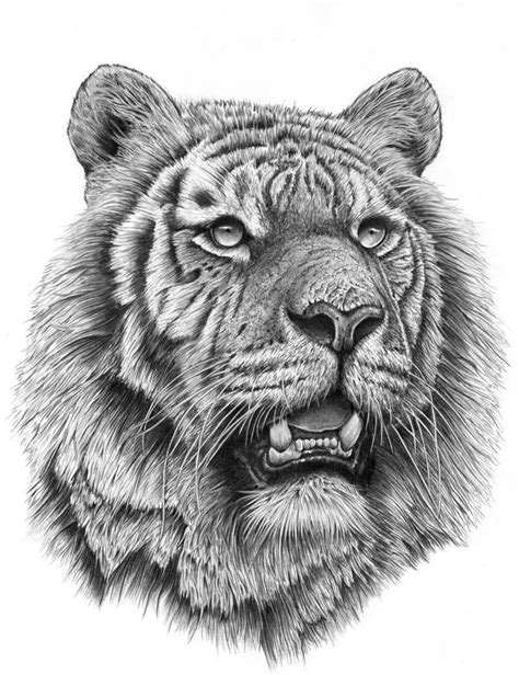 Siberian Tiger by stevej061069 on DeviantArt