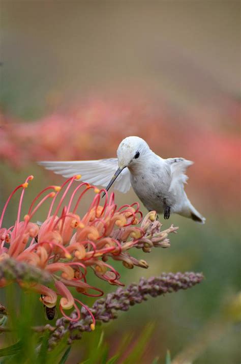 Rare Leucistic Anna's Hummingbird Photograph by Sally Rae Kimmel - Fine ...