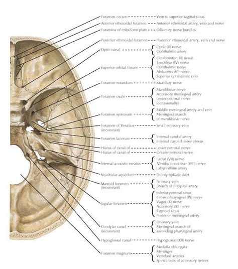 FORAMINA IN THE BASE OF THE ADULT SKULL | Anatomy, Arteries anatomy, Skull anatomy