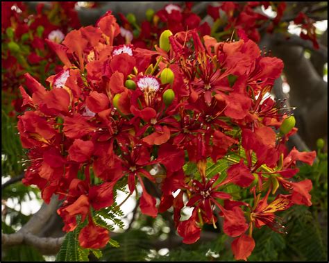 Poinciana flowering for Christmas 2019-1= | Poinciana flower… | Flickr