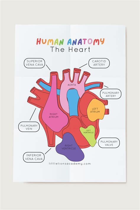 Heart Anatomy Kids Activity | Human heart anatomy, Science activities for kids, Heart anatomy