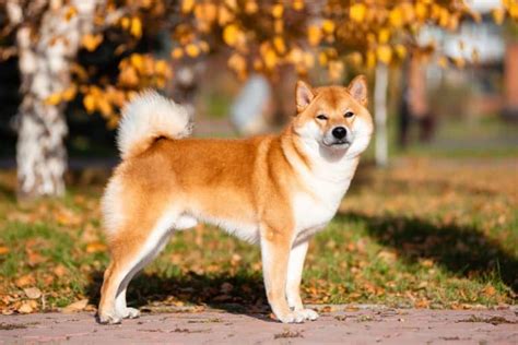 Shiba Inu Colors: The Standard & Rare Shiba Dog Coat Colors - K9 Web