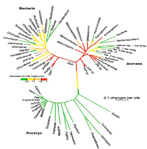 Phylogenic tree of terrestrial life based on the 16s subunit of ...