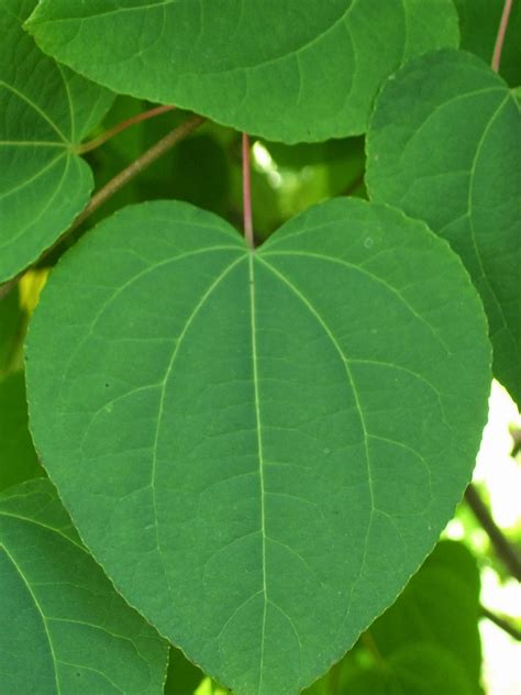 Talking to Plants: Heart-shaped Foliage