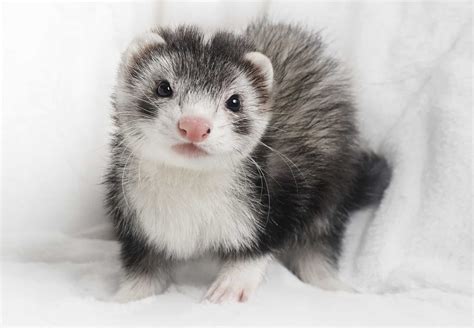 Best Small Pets for Cuddling - A-Z Animals