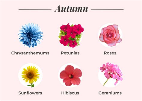 What Flowers Are In Season? A Seasonal Flower Guide