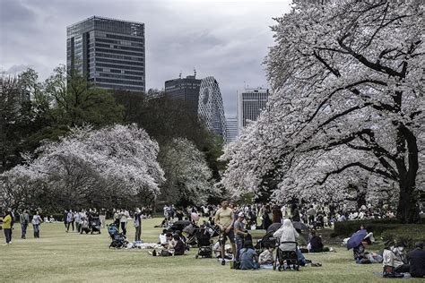 Shinjuku Gyoen Cherry Blossoms Brighten Up 2023