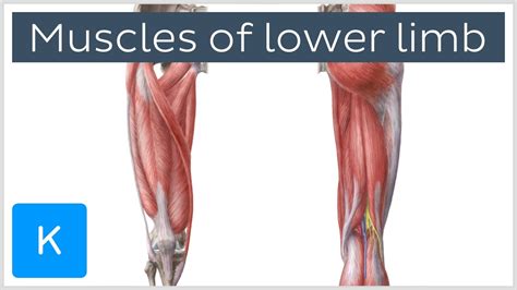 Lower Limb Muscles