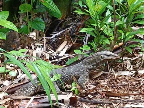 Khlong Sok: Khao Sok Waterfalls And Wildlife Half-Day Trek