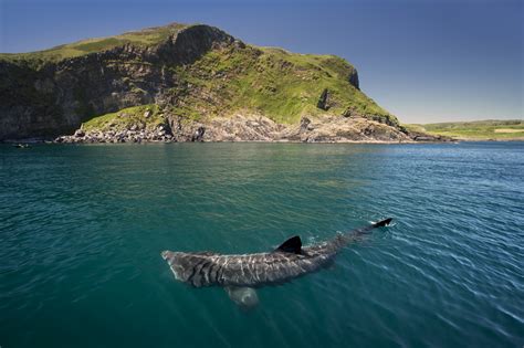 Climate change could bring new shark species to UK waters