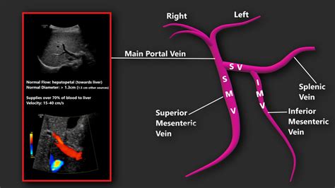 Portal Vein Anatomy