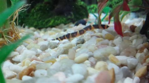 Locha kuhli ~ Kuhli Loach behavior - YouTube