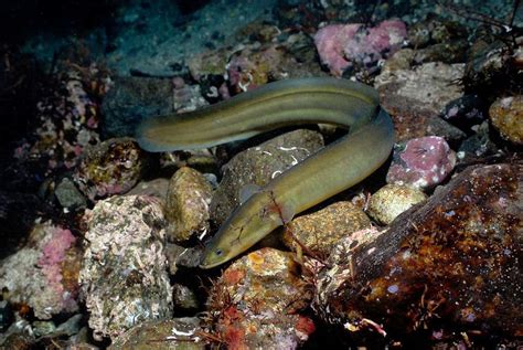 Eel Facts, Types, Reproduction, Life Cycle, Classification, Pictures