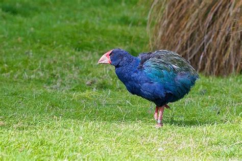 Critically Endangered Takahe enjoys record breeding season - BirdGuides