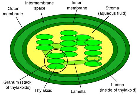 Let's Make Believe :): ever thought of photosynthesizing?