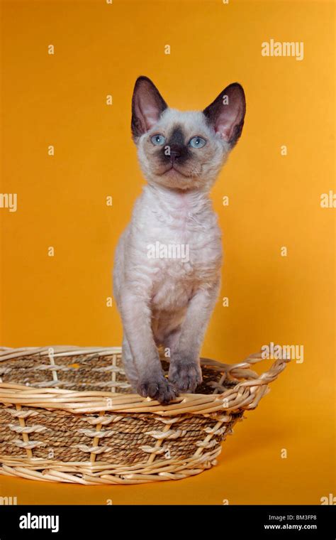 German Rex Kätzchen / German Rex Kitten Stock Photo - Alamy