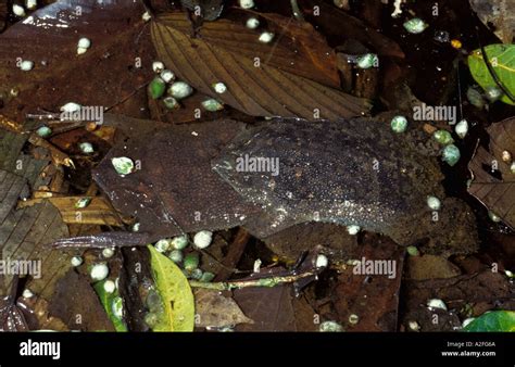 Surinam Toad Pipa pipa breeding pair in amplexus mating Tambopata ...