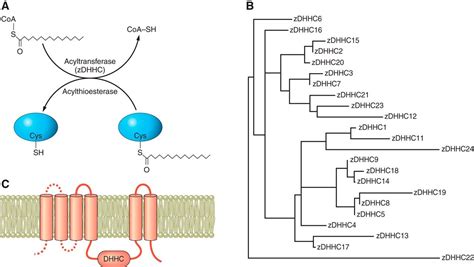 The Physiology of Protein S-acylation | Physiological Reviews