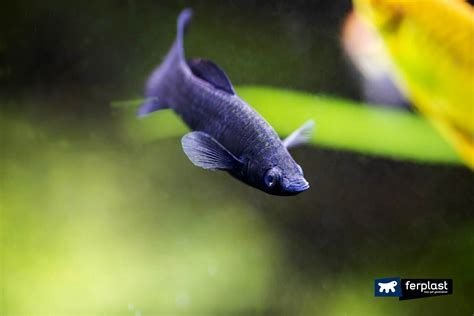 Black molly fish - care and feeding