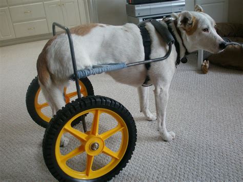 Home made dog wheelchair – Artofit