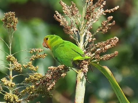 Red-headed Lovebird | Red-headed Lovebird - Agapornis pullar… | Flickr