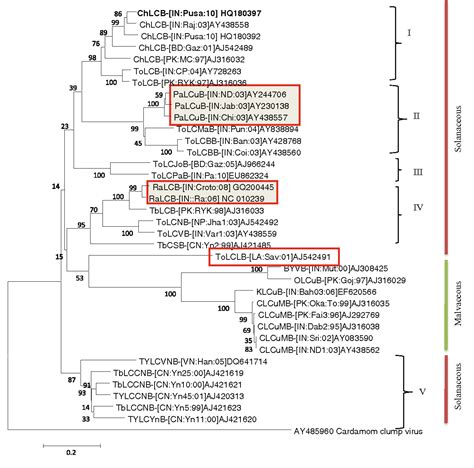 Radish leaf curl virus | Semantic Scholar