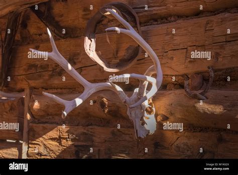 Mule Deer antlers used as a trophy decoration in Kirk's Cabin in Salt Creek Canyon in The ...