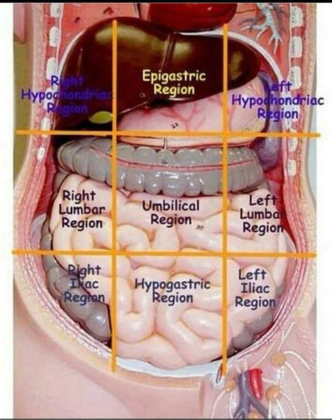 Epigastric Region - NEET PG - www.MedicalTalk.Net the Best Medical Forum for Medical Students ...