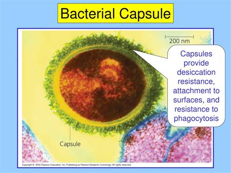 PPT - Chapter 27: Prokaryotes PowerPoint Presentation, free download - ID:1068166