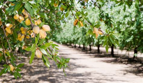 5 Types of Orchards - Farmhouse Guide