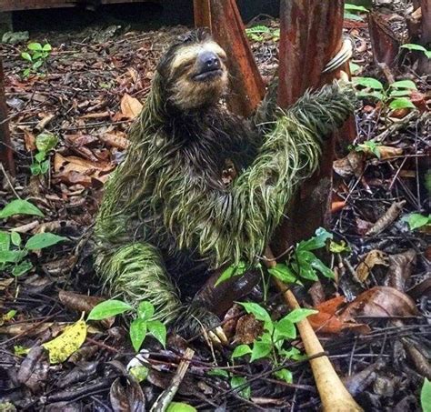 A Sloth's slow lifestyle allows algae to grow in its fur, causing its ...