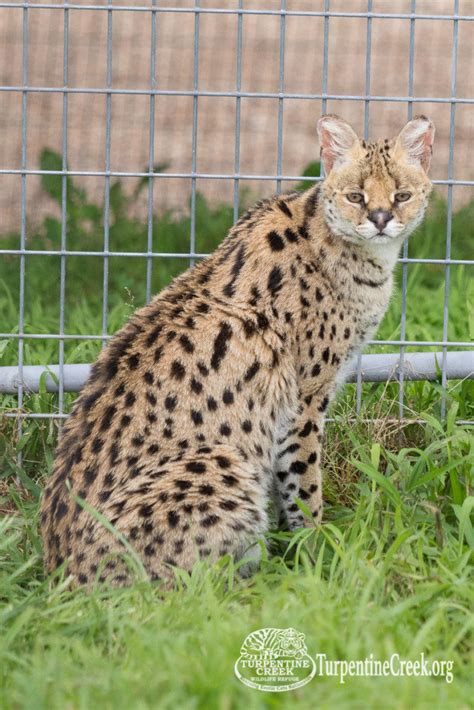 New Serval Habitat Opening | Turpentine Creek Wildlife Refuge