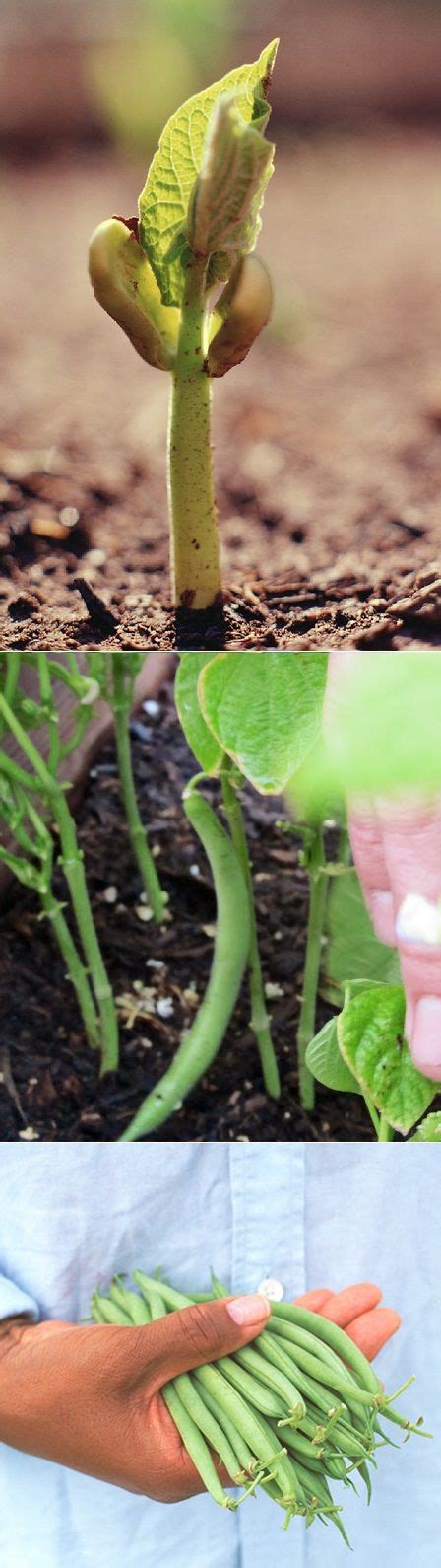 How to Grow Beans | Growing vegetables, Growing food, Plants