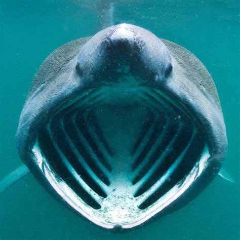 The mouth of a basking shark : oddlyterrifying