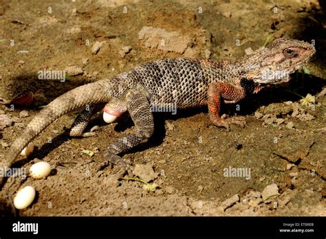 Reptiles Laying Eggs High Resolution Stock Photography and Images - Alamy