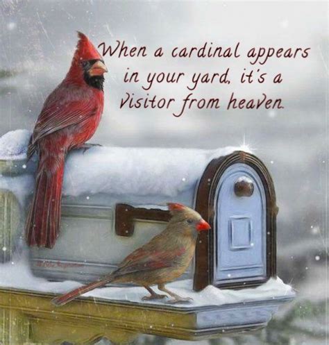 When a cardinal appears in your yard, it's a visitor from heaven ...