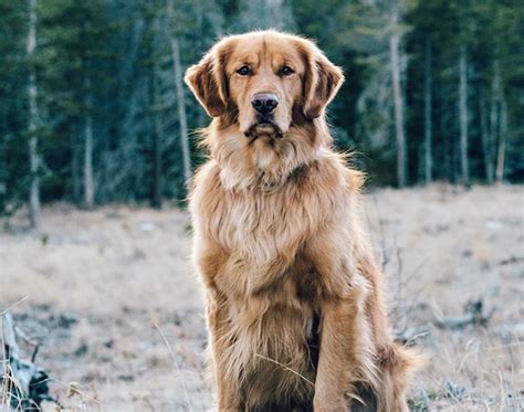 Top 10 how to improve golden retriever coat You Need To Know