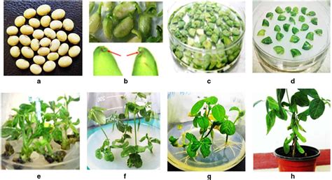 Transgenic plants Advantages & Disadvantages - TheQnA.Org