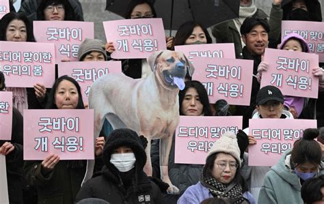 South Korea bans trade in dog meat | Kuwait Times Newspaper