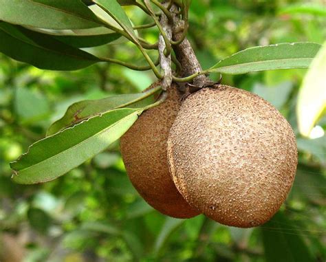 Growing Sapodilla tree in a container | How to grow Sapodilla tree ...