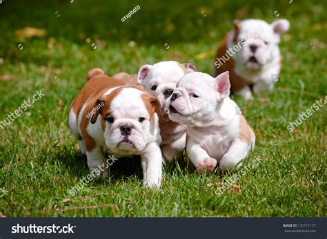 English Bulldog Puppies Playing Outdoors Stock Photo 137111177 - Shutterstock