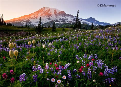 "Mount Rainier Wildflowers" | Mount Rainier, Washington | NW Ballistics ...